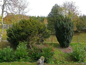 A young European yew and an Irish Yew