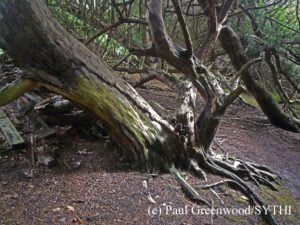 Some yews may have toppled due to animal burrows underneath