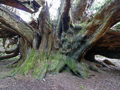A view of the massive base of the trunk of the Craigends Yew which measures over 8 metres in circumference