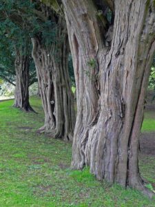 Dirleton castle yews
