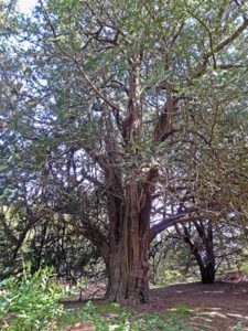A large ancient yew standing in much younger woodland