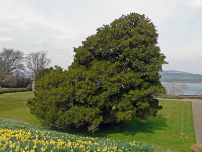 Looking at the southern aspect of John Knox's Yew with the Firth of Clyde in the background and daffodils in the foreground