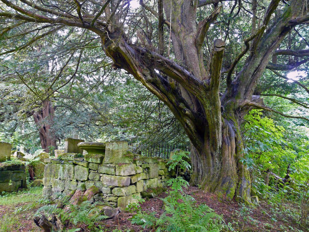 Yew in Old Minto churchyard