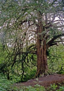 The ancient yew at Roslin Castle, Midlothian