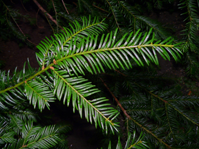 Leaves of the Tree - Scotland's Yew Tree Heritage Initiative